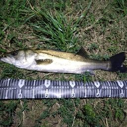 フッコ（マルスズキ）