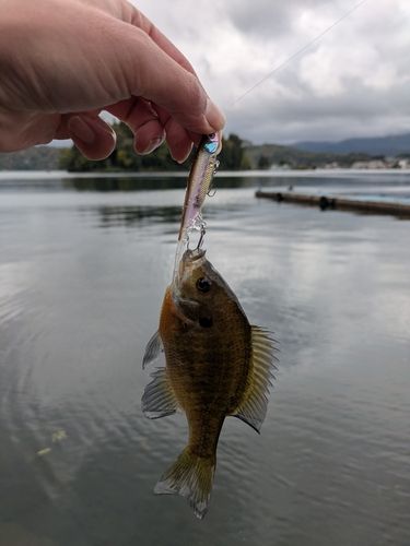 ブルーギルの釣果