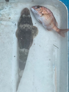 ワニゴチの釣果