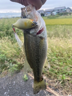 ラージマウスバスの釣果