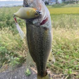 ラージマウスバス