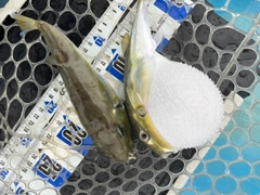 クロサバフグの釣果