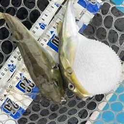 クロサバフグ