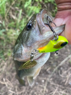 ラージマウスバスの釣果