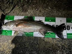 シーバスの釣果