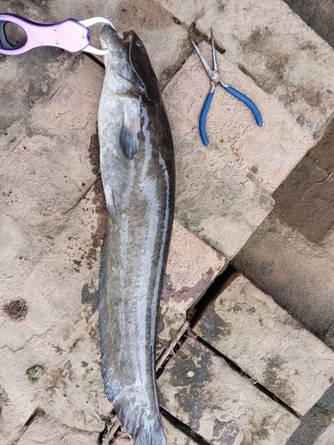 ナマズの釣果