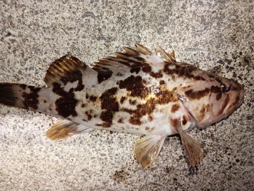ベッコウゾイの釣果