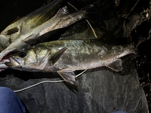 シーバスの釣果