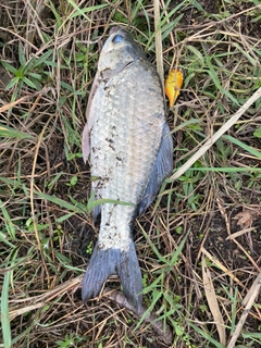 フナの釣果