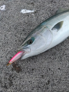イナダの釣果