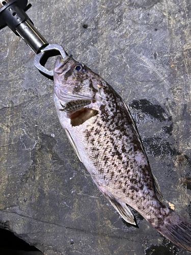 クロソイの釣果