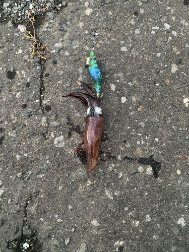 マメイカの釣果