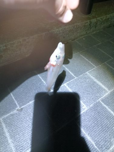 キスの釣果