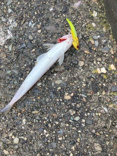エソの釣果