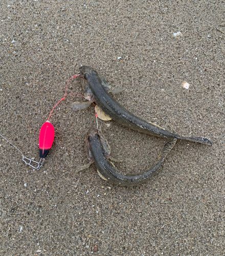 ハゼの釣果