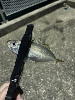 マアジの釣果