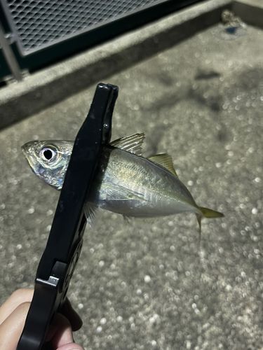 マアジの釣果