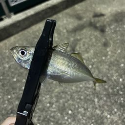 マアジ
