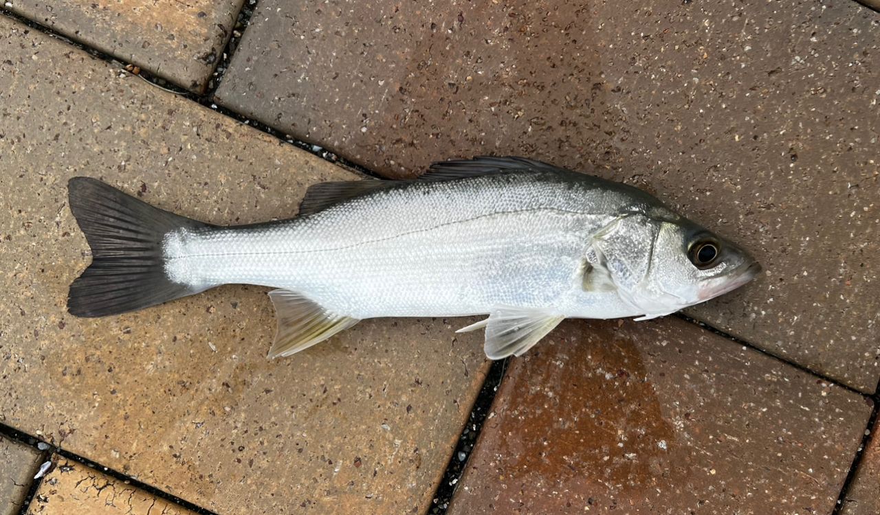 セイゴ（マルスズキ）