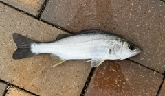 セイゴ（マルスズキ）の釣果