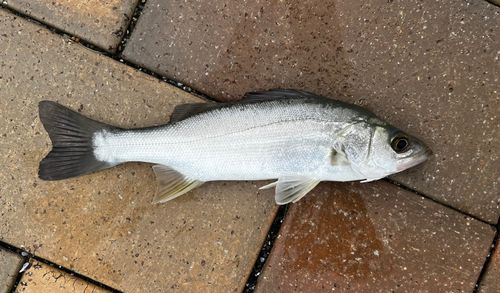 セイゴ（マルスズキ）の釣果