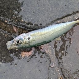 アジ