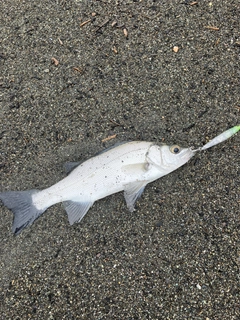 セイゴ（ヒラスズキ）の釣果