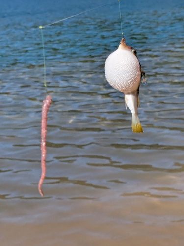 フグの釣果