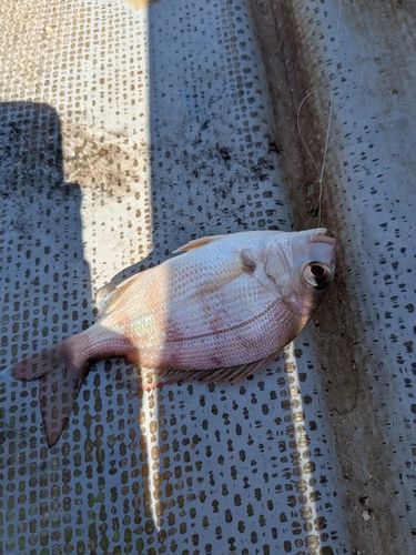 チャリコの釣果