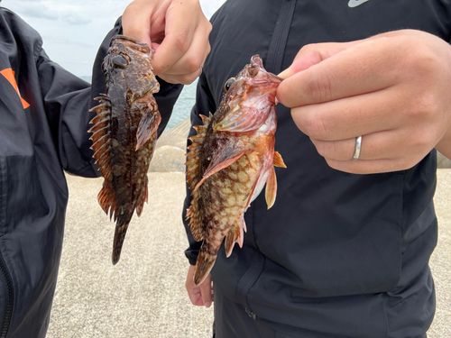 カサゴの釣果