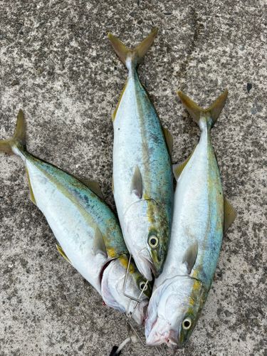 ヤズの釣果