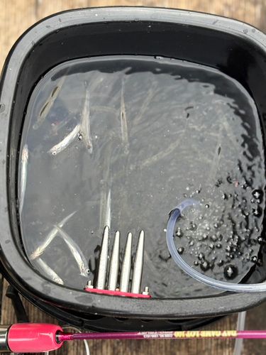 ワカサギの釣果