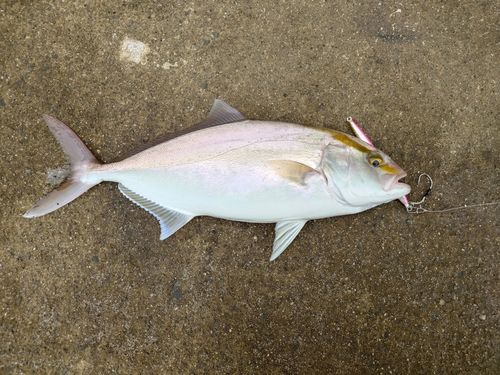 カンパチの釣果