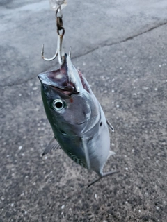 スマガツオの釣果