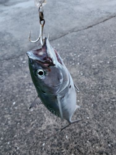 スマガツオの釣果