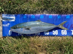 イナダの釣果