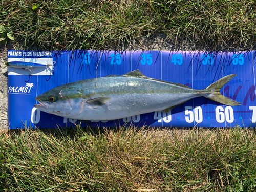 イナダの釣果