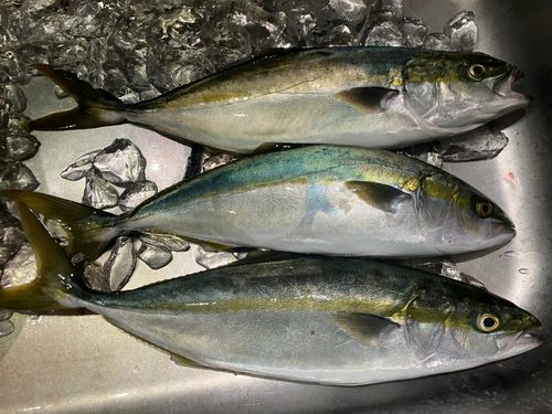 ツバスの釣果