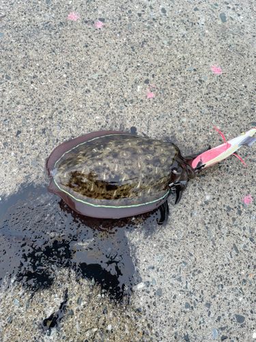 コウイカの釣果