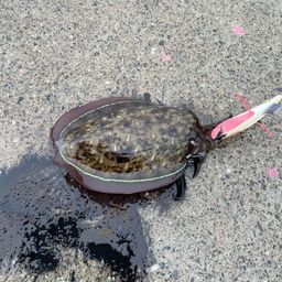 コウイカ