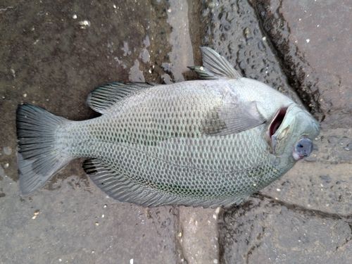 グレの釣果