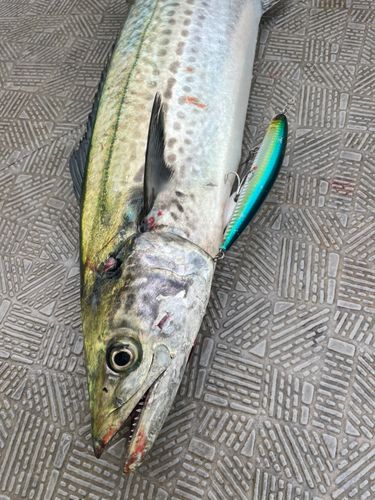 サワラの釣果