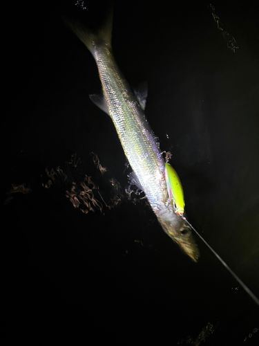 カマスの釣果