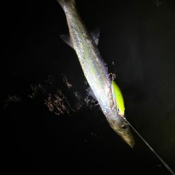 カマス