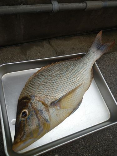 タマンの釣果