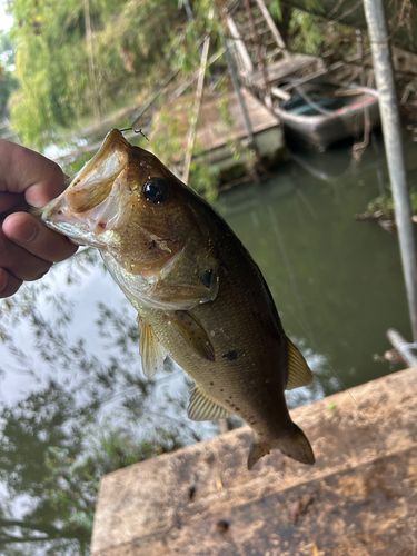 ブラックバスの釣果