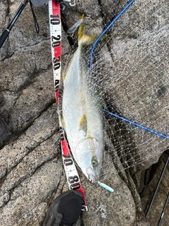ヒラマサの釣果
