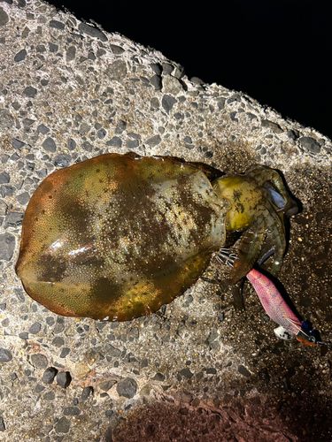 アオリイカの釣果
