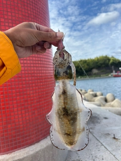 アオリイカの釣果