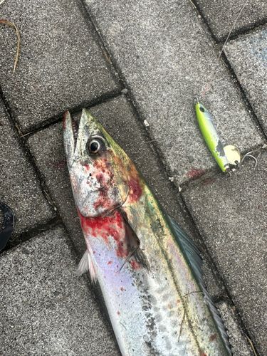 サゴシの釣果